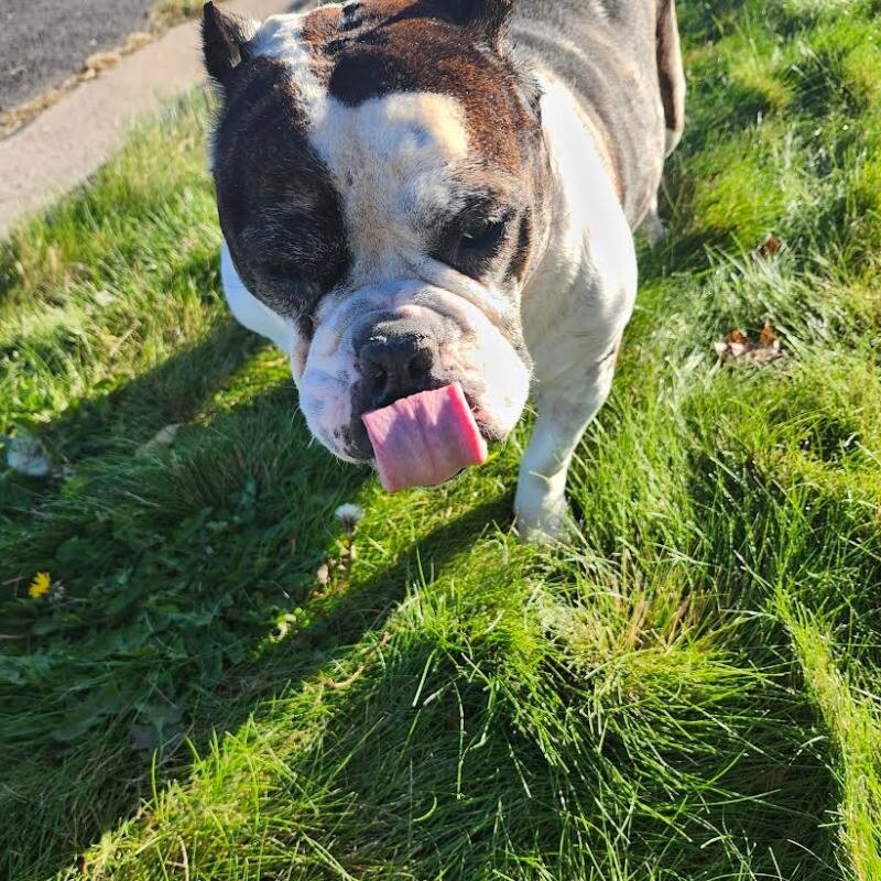 Picture of the Animal Listed